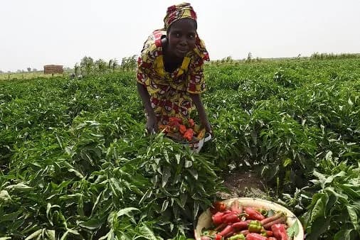 The contributions of rural women to national development